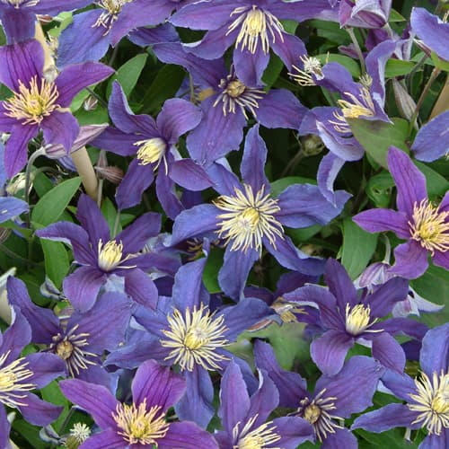 Van der Starre - Clematis So Many Blue Flowers PBR