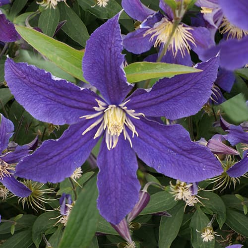 Van der Starre - Clematis So Many Blue Flowers PBR