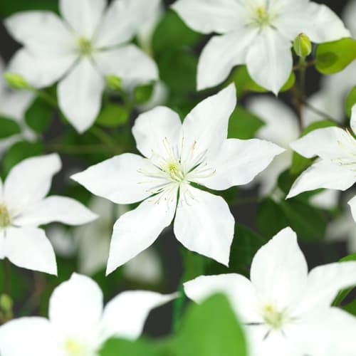 Van der Starre - Clematis So Many White Flowers PBR