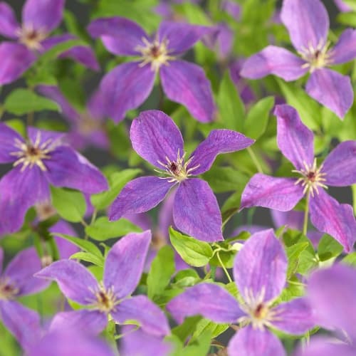 Van der Starre - Clematis So Many Lavender Flowers PBR