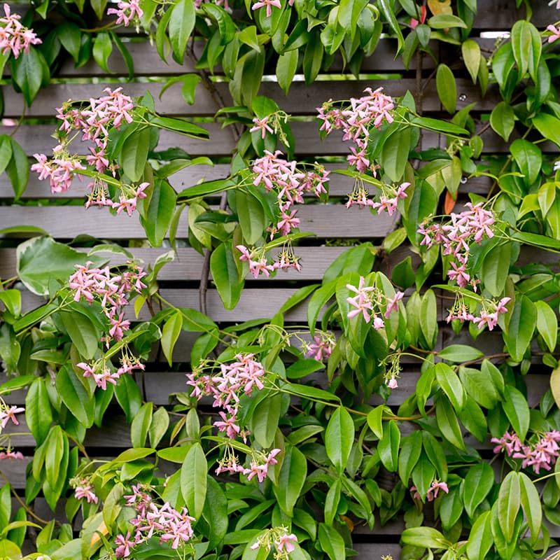 Van der Starre - Trachelospermum Pink Air PBR